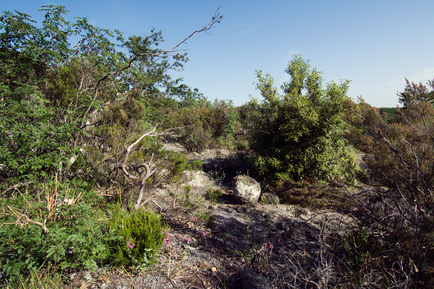 vegetazione della zona elcetella sul monte fogliano a vetralla vicino eremo san girolamo