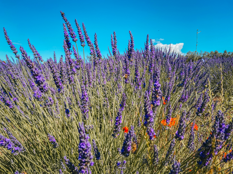 strada della lavanda nella tuscia