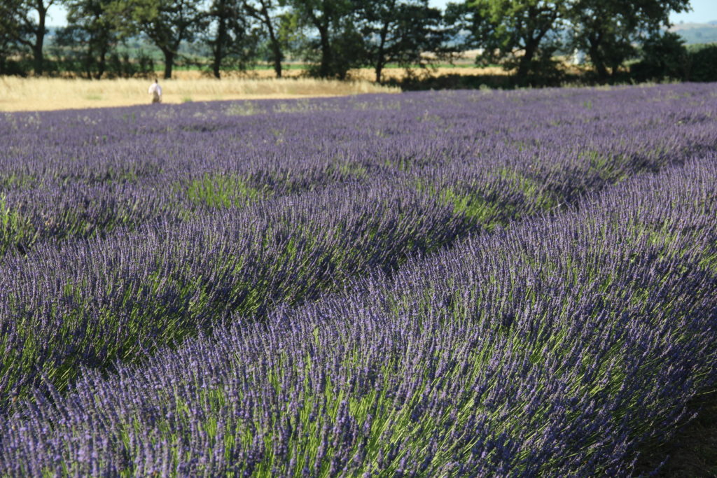 lavanda nella tuscia