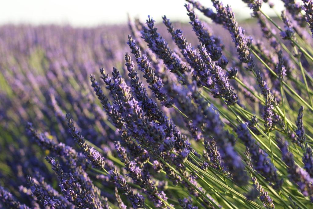 lavanda nella tuscia